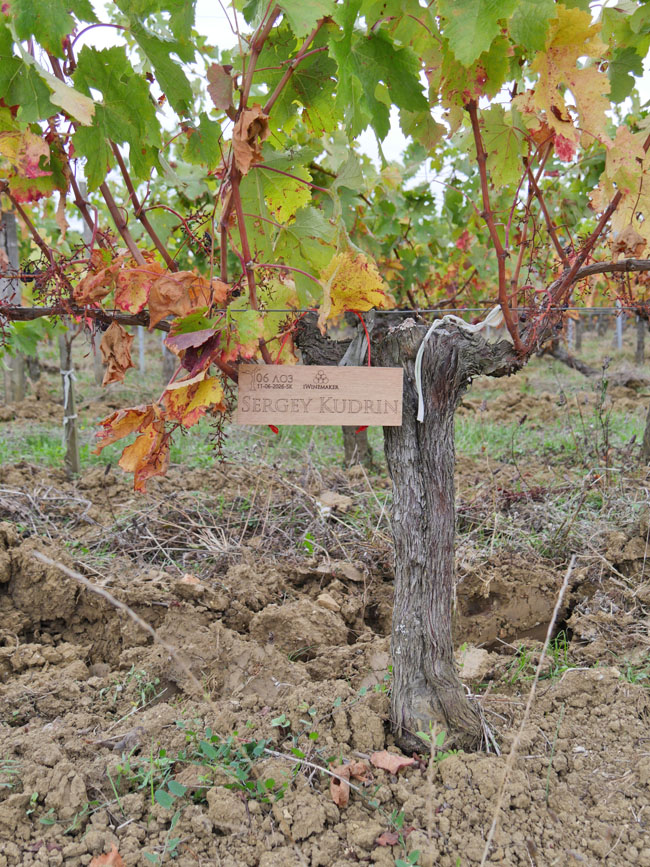 Виноградник на урожай